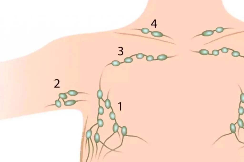 Основні лімфовузли в організмі людини